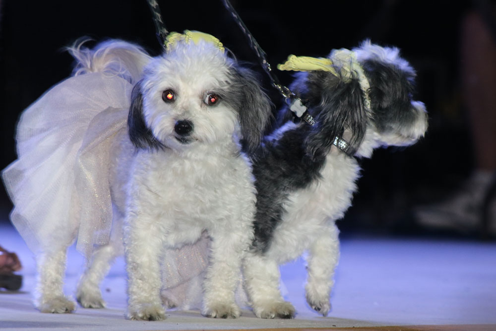 Pet Masquerade 2018 photo - Duval Street, Key West